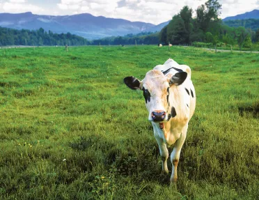 Shot of large field, cow looking at camera.