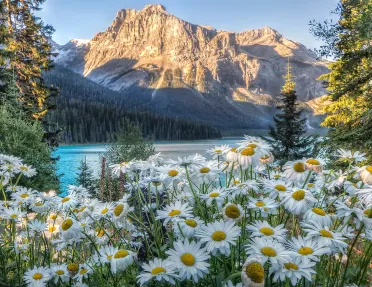 Wide shot of sunlit mountain, blue lake, Shasta Daisies.