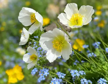 Close-up of white Meconopsis.