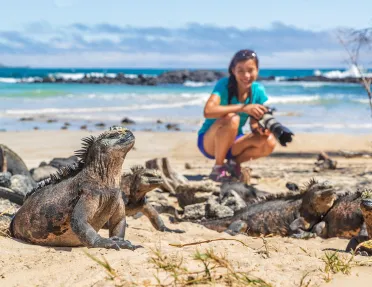Marine Iguanas Photographed Galapagos