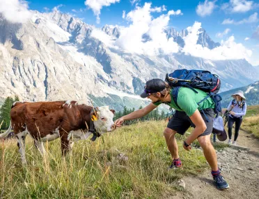 Two guests with cow, one reaching out to it, mountain in background.
