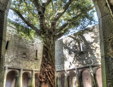 Courtyard Ancient Tree Ireland