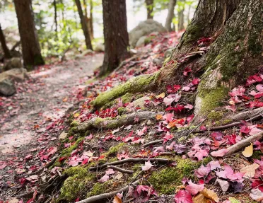 Ground shot of forest floor, red leaves dotting it.