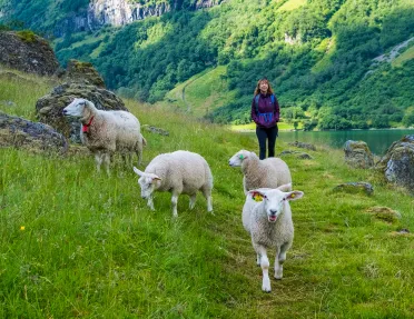 Woman being led down a path by four sheep.