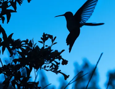 Nighttime photo of a hummingbird flying to treebranch.