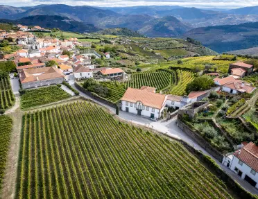 Bird's eye shot of vineyard town, white and tan houses, grapevines all around.