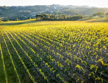 Wide shot of young vineyard, sun shining. 