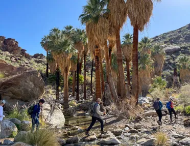 Guests hiking on desert trail, palms in background.