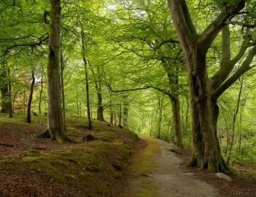 Path Forest Ireland