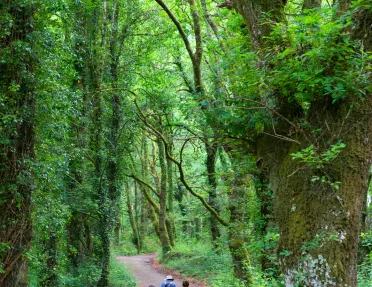 Four guests walking through verdant forest trail, tall trees around.