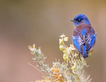 Blue bird nested on tree