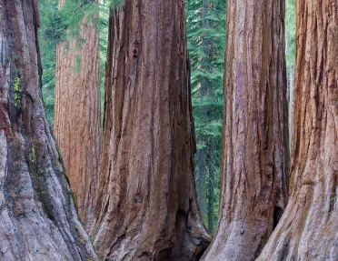 Wide shot of redwood trees.