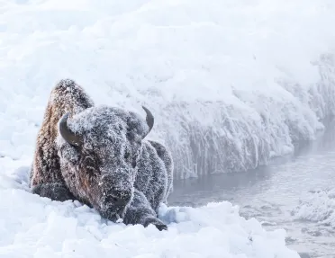 Snow covered bison enjoying a rest