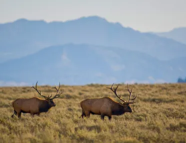 Large elk traversing through golden fields