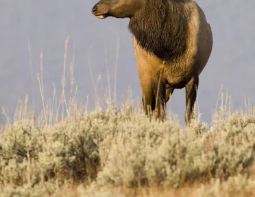 Large elk looking out as he continues to traverse landscape
