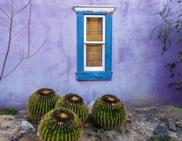 Purple building with a blue window and 4 round cacti in front