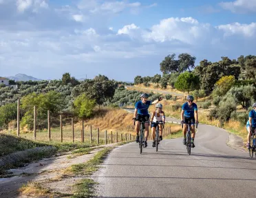 Four bikers on a road with trees behind them
