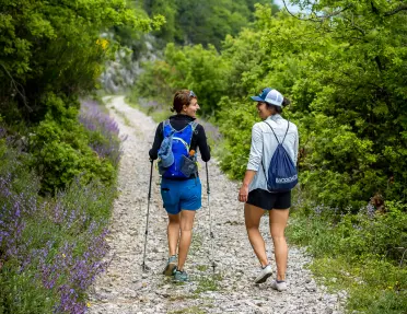 Two hikers walking down a tree lined path