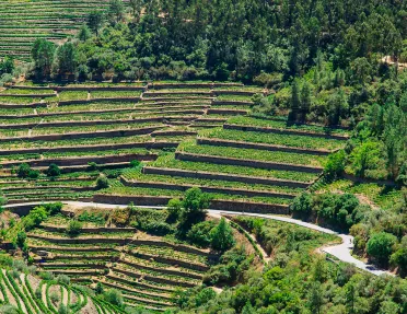 Crop fields with a road cutting through the grassy fields