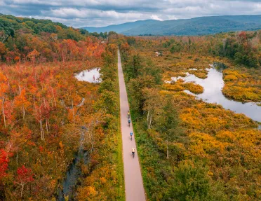 Aerial shot of foliage and a road 