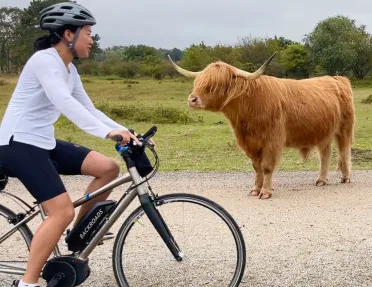 Female biker in front of highland cattle