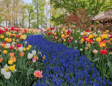 Field of lavender surrounded by other flowers