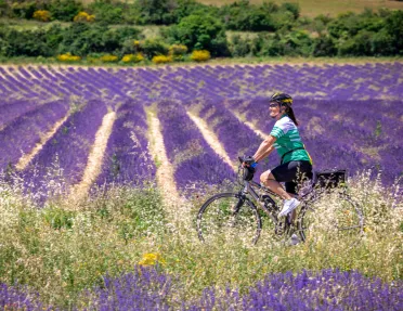 Woman in a green jersey biking in a field of lavender flowers