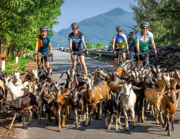 a group of cyclists get stuck behind a herd of goats