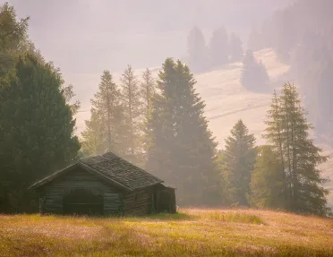 Fog over tall pine trees