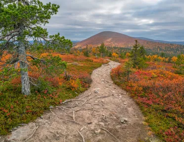 Dirt trail surrounded by green and red plants