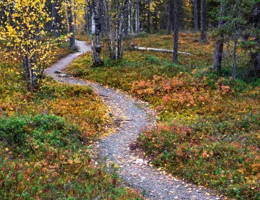 Gravel path in a forest with red, green and orange plants