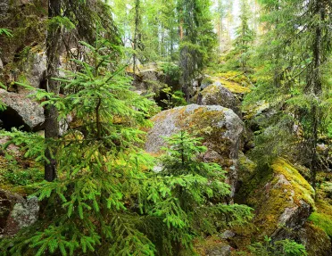 Boulder covered in moss surrounded by trees