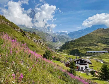 Hill covered with grass and pink flowers, with a small building at the bottom of the hill