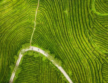 Sky view of a dirt path cutting in between a field of patterned bushes
