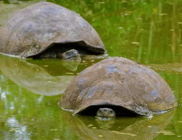 Two turtles in the water