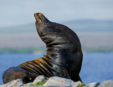 Seal stretching on a rock