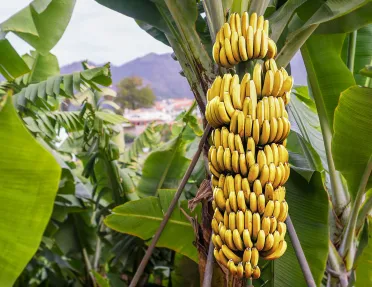 Bananas hanging from a green banana tree