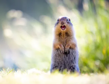 gopher in field