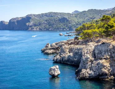 Cliff covered in trees by the ocean