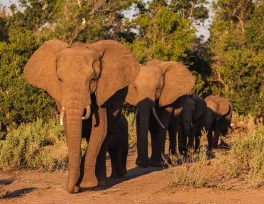 A group of elephants walk through a sunny pasture