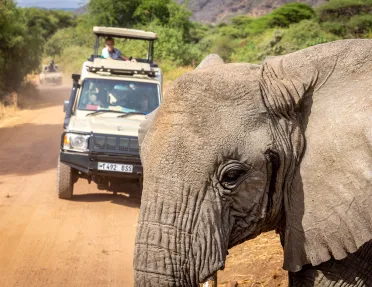 an elephant blocks a cars path