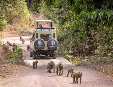monkeys surround a jeep on safari