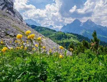 Yellow flowers surrounded by weeds along a rocky hillside