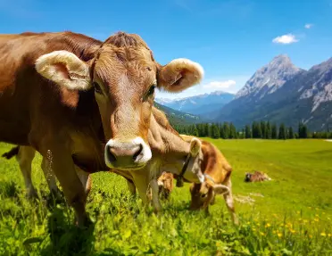 cows grazing in a meadow