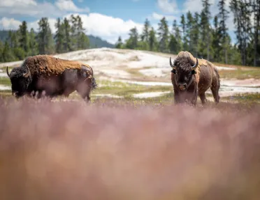 Two bison roaming freely in an open grass field