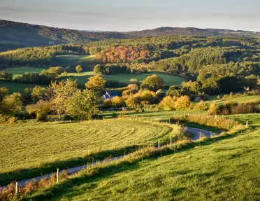 Grassy fields with trees in the distance
