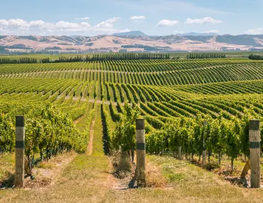 Open field of crops in parallel to each other 
