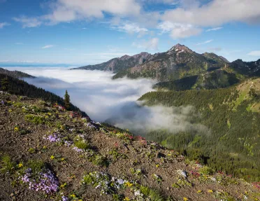 Patches of flowers and plants on a dirt cliff overlooking other mountains