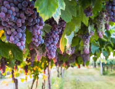 Wine grapes in a vineyard