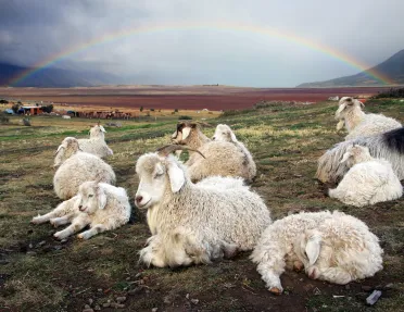Group of lambs laying down on a field of grass